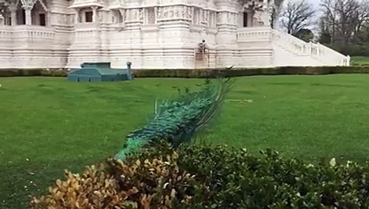 a peacock showing off i can't look away.
