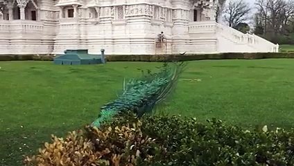 a peacock showing off i can't look away.