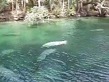 Manatee Congregation At Blue Spring State Park In Florida