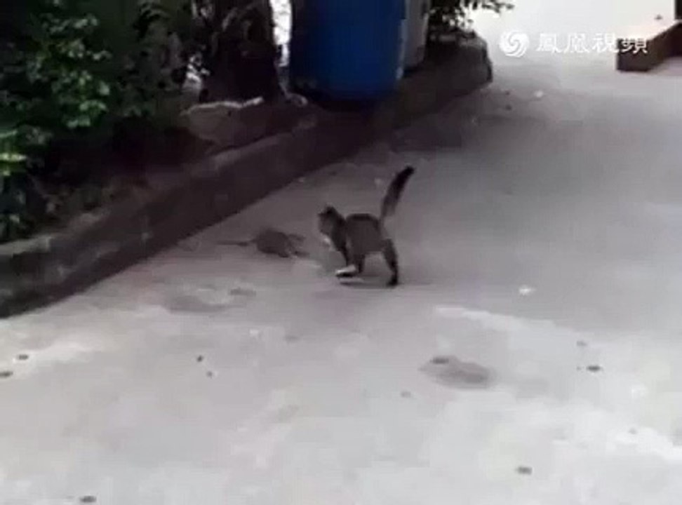 Cat vs Mouse