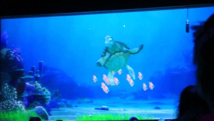 Turtle Talk with Crush