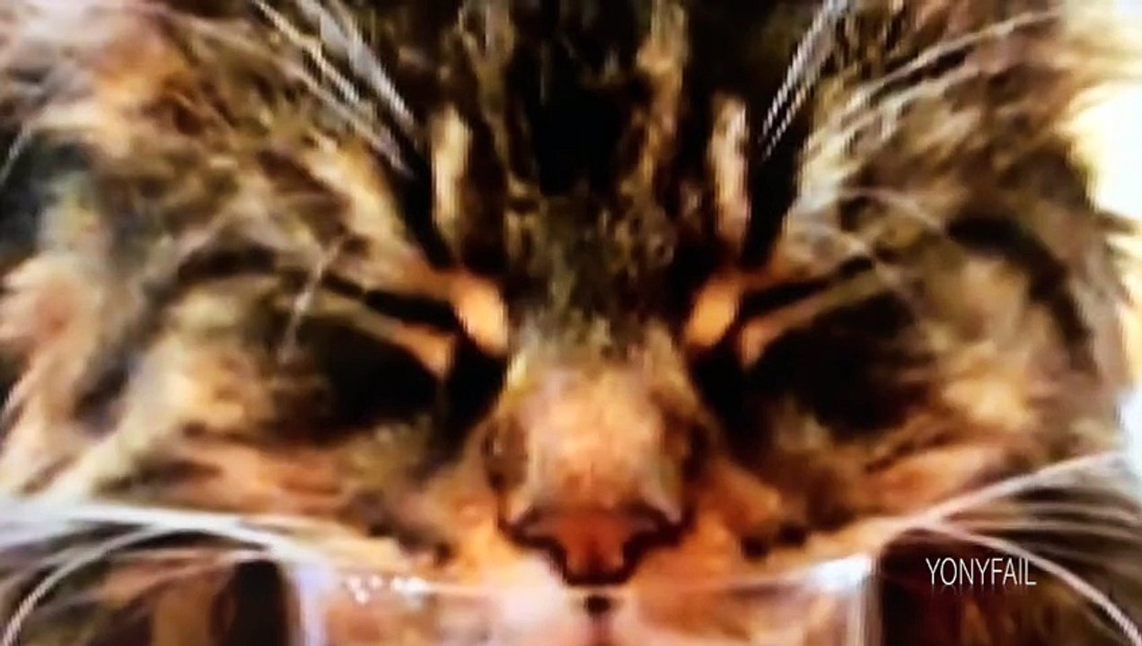 Gato duerme placidamente vaso de zumo
