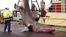 Super Rare 20 Foot Basking Shark Caught In Australia