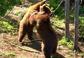 Bears Wrestle in the Forest