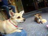 Ping Pong and Rocket CUTE jealous dog dogs playing with toy toys pig puppy