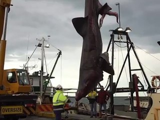 Australia: Captural al tiburón elefante, el segundo pez más grande del mundo