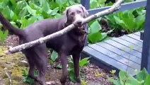 dog having long stick and nerrow bridge to cross it very amazing must watch.