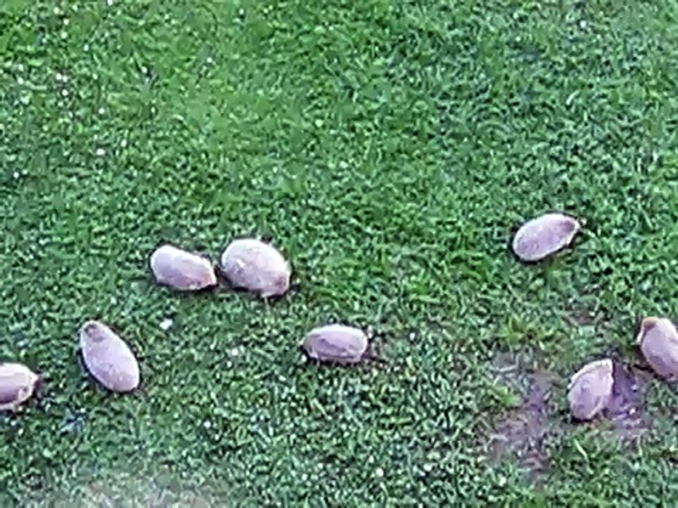 Eight wild hedgehogs in one shot.