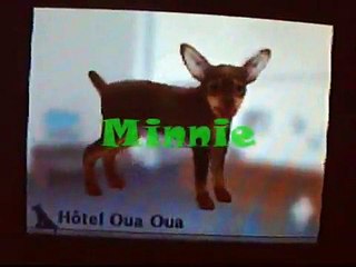 Nintendogs Labrador and friends