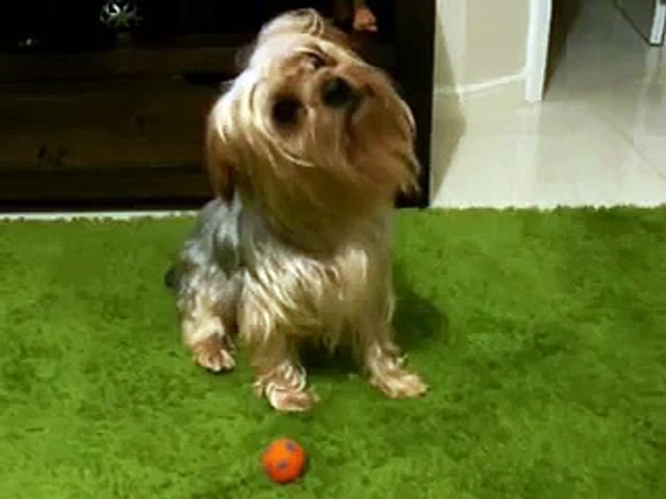 York Head Tilt - I  (^.^)
