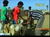 Eritrea: Vaccination Campaigns Increase Yield of Livestock in Gash Barka (Eri-TV News)