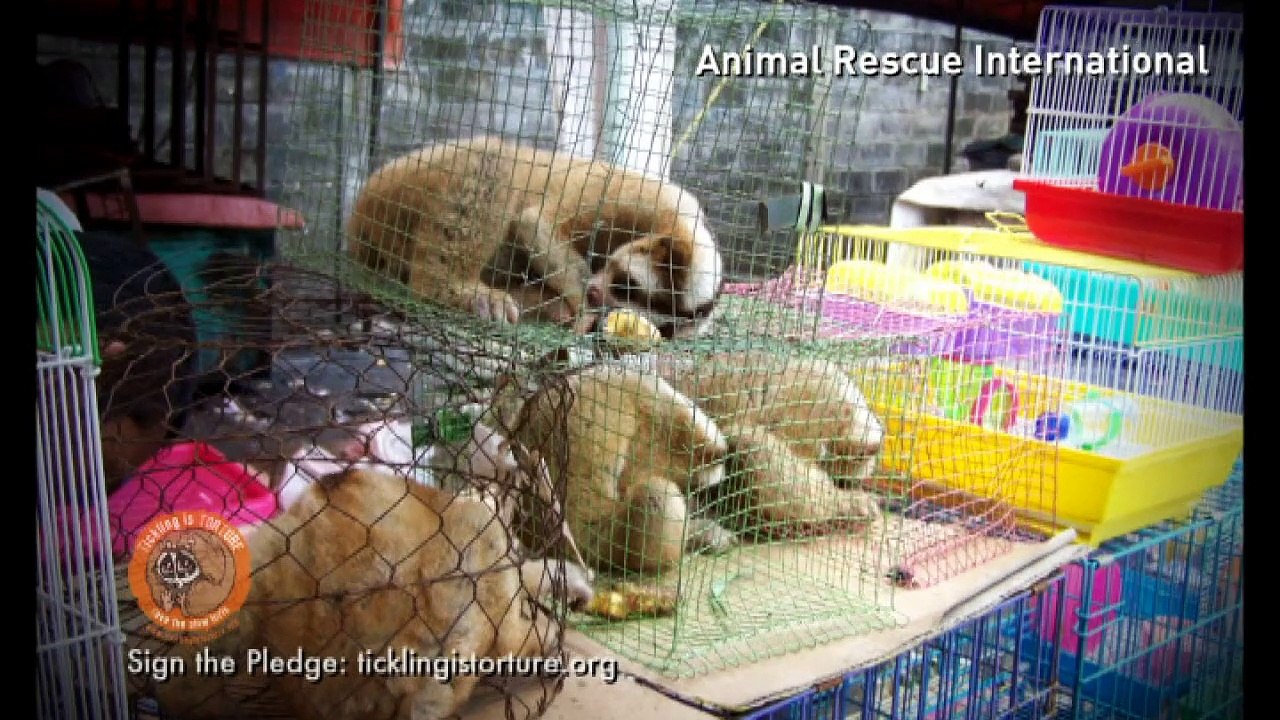 Campaign launched to stop rare slow loris pet t...
