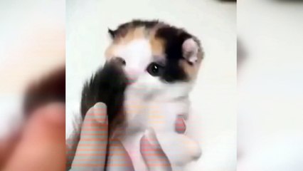 Böylesine sevimli kedi görmediniz