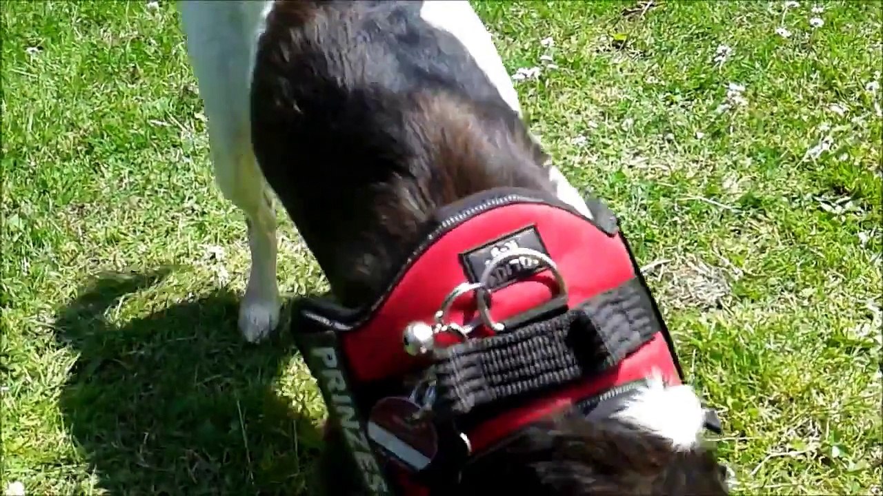 Asuna TV beim Training