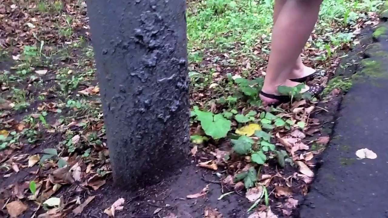 Squirrel vs pigeon