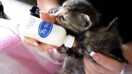 Attack Of The Hungry Kittens pt 2