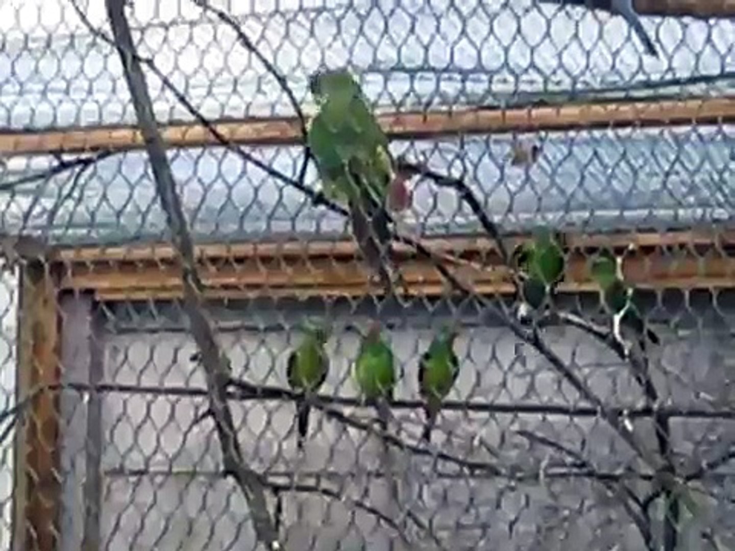 ⁣Swift parakeets, swift parrots, swift parkieten