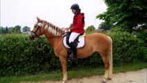 Ain't nobody loves me better (Dressurhaflinger Husqvarna)