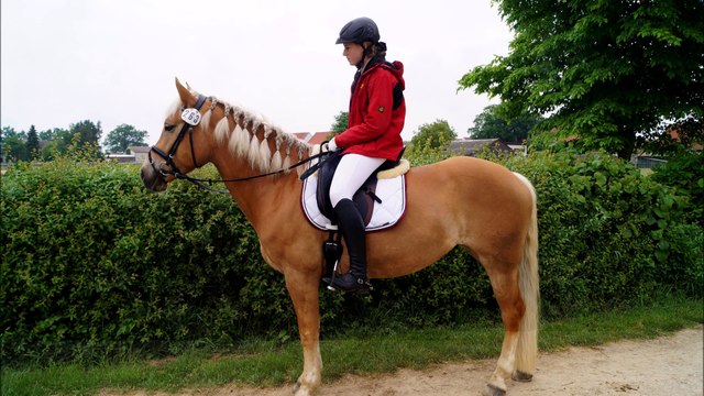 Ain't nobody loves me better (Dressurhaflinger Husqvarna)