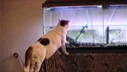 Kedilerin bu hallerine çok güleceksiniz