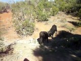 GEOLOGOS ENCUENTRAN PELEA DE TOROS EN PARRAL CHIHUAHUA RANCHO EL DURANGUITO