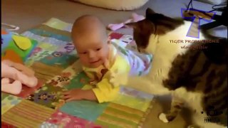 Funny Videos Of Funny Animals Compilation 2015 NEW