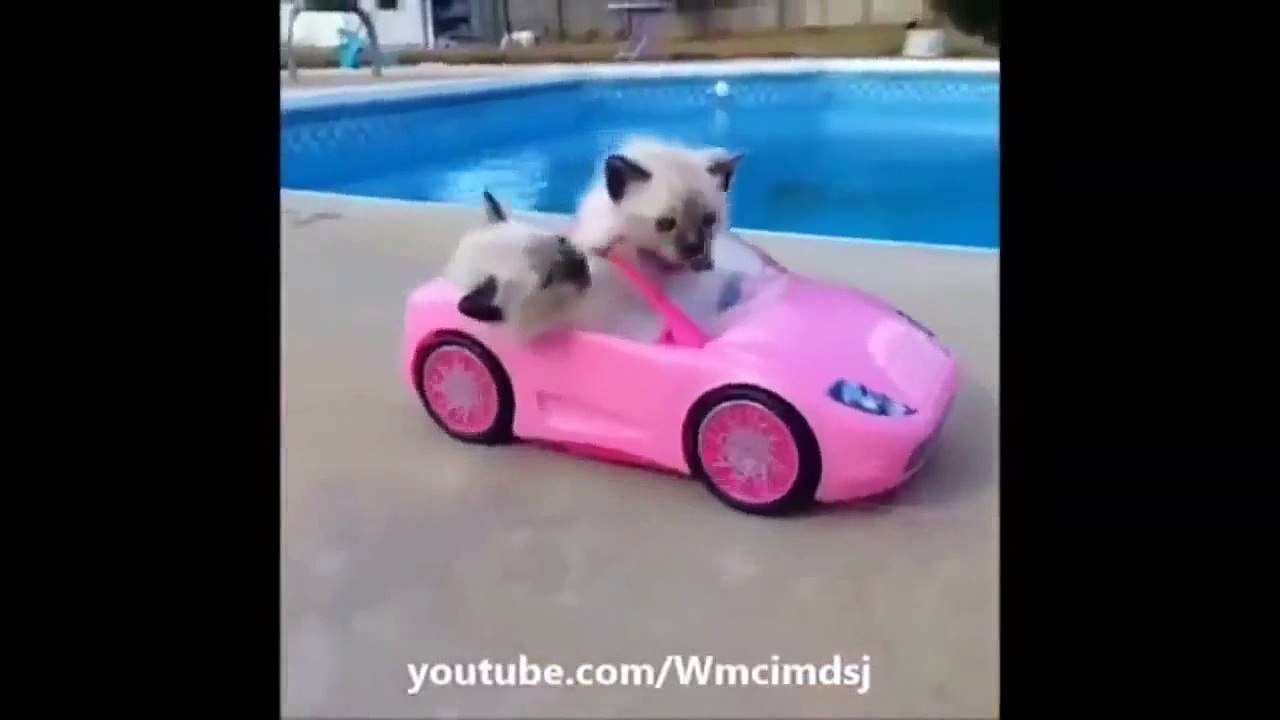 funny cat vines for kids funny cute cats compilation funny cat vines for kids funny scared cat vine