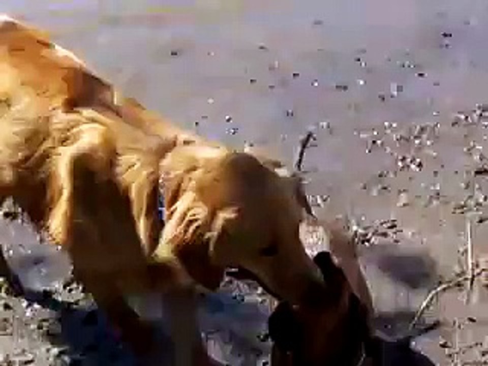 golden retriever fetches weiner dog