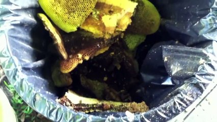 Harahan Bees Removed From Shed