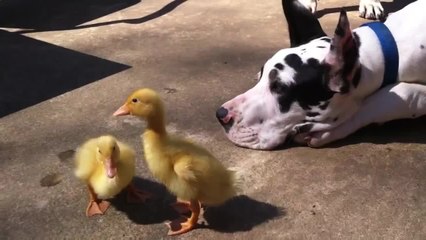 Great Dane and 200lb Mastiff play with baby ducks