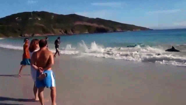 National Geographic Documentary Wild Animals attack National Geographic Animals ✔ ► P.49