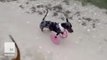 Bubbles the 2-legged dog runs around with his 3D-printed cart