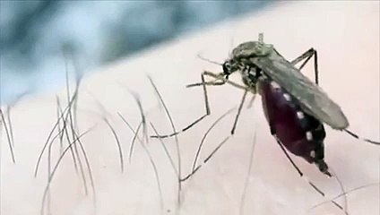 Get rid of mosquitoes