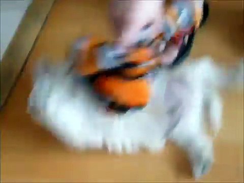 Cute West Highland White Terrier Puppy (Westie) Ubi - Playing with guest