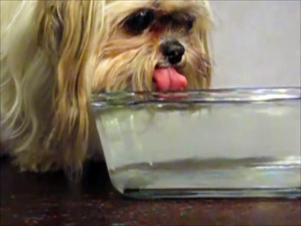 "Why is Dazzle such a sloppy drinker?" - an observational analysis