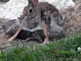 Mother Bunny Rabbit Feeding Her Baby Bunnies