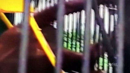 Orangutan le quita la camiseta y se la pone