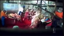 Australian abattoir standards come under fire / CCTV talk.