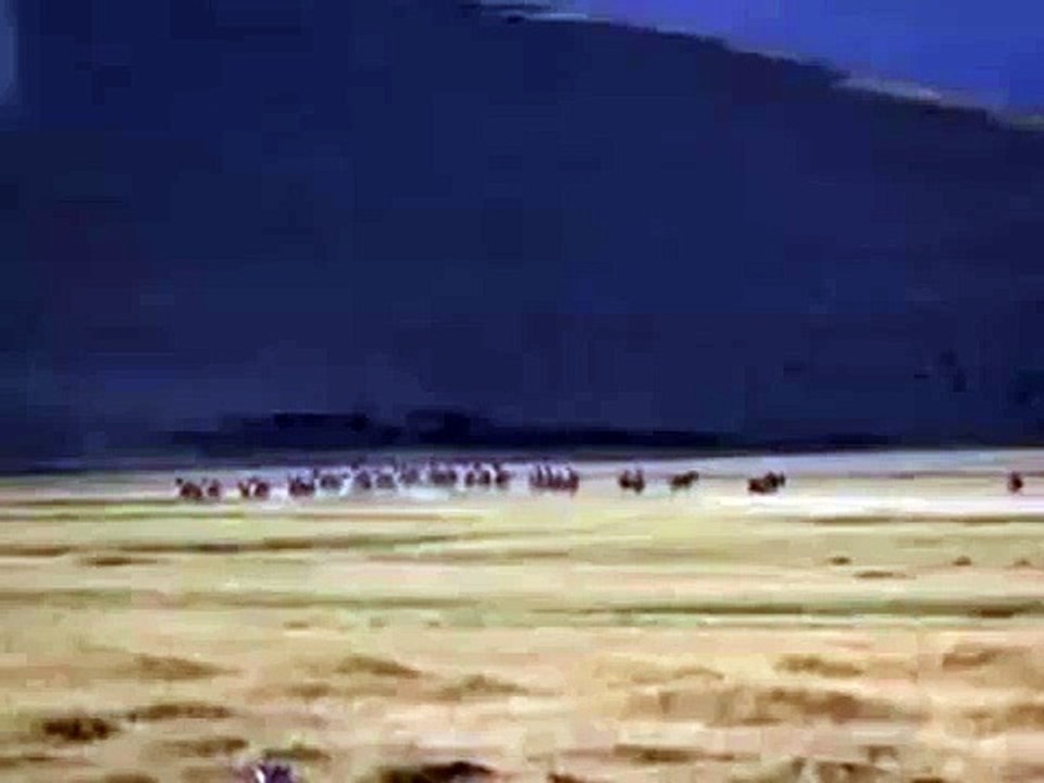 Kiang (Equus kiang)