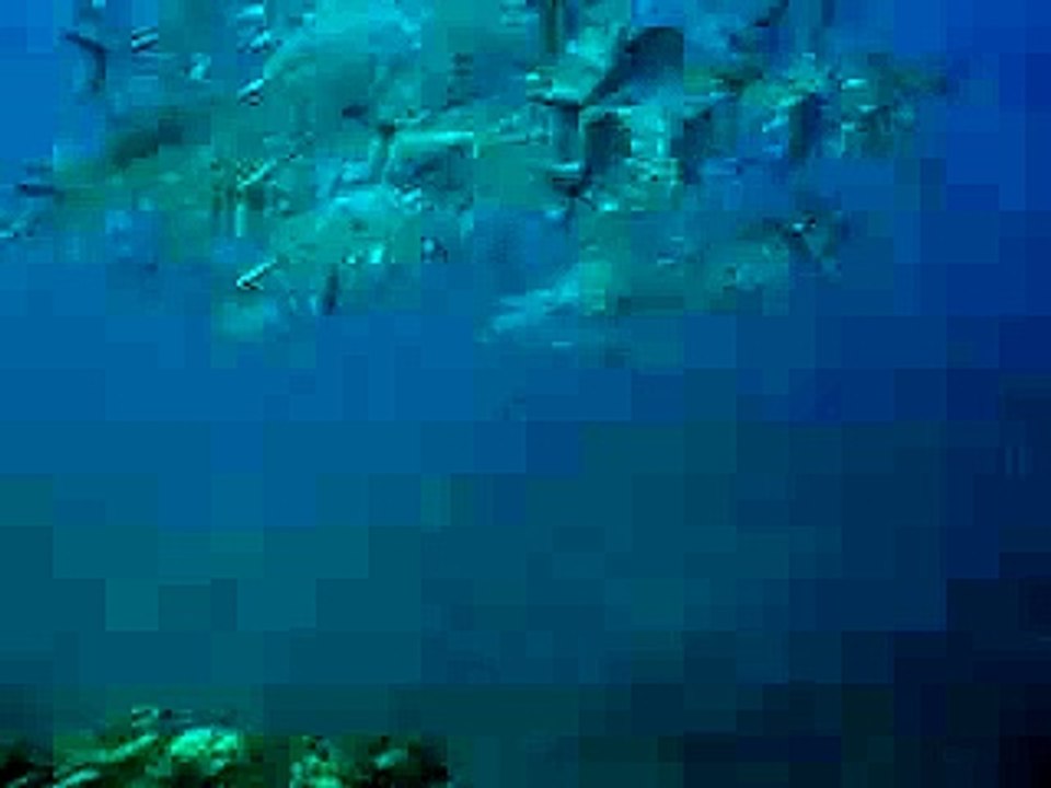 carangues