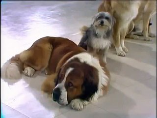 Steve Martin Comedy Routine With Dogs, Carol Burnett Show, 1976