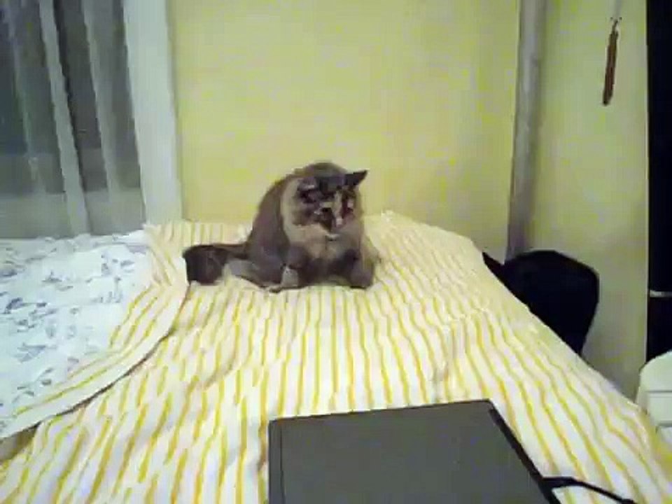 Feline Hyperesthesia?