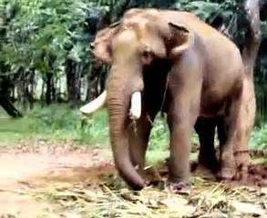 Elephant Kerala Kodaly with Pappaan Velappan