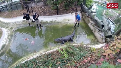 Wildlife and Wild Places with Tom Stalf - See You Later Alligator