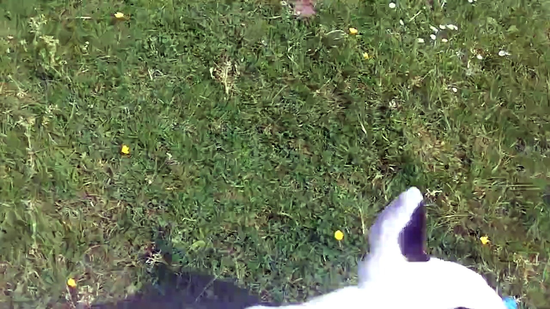 ⁣English Bull Terrier Shilogh at A & B Dogs Boarding & Training Kennels.