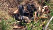 Mommy Rabbit fights with Snake to save the bunnies