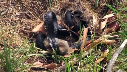 Mommy Rabbit fights with Snake to save the bunnies