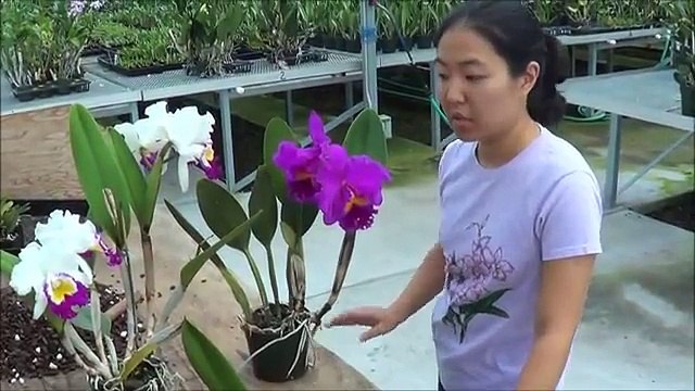 AOG Orchid Pollination - Akatsuka Orchid Gardens