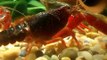 Procambarus clarkii o cangrejo de rio en mi acuario