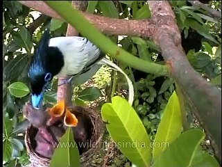 The most beautiful bird in India: Terpsiphone paradisi!